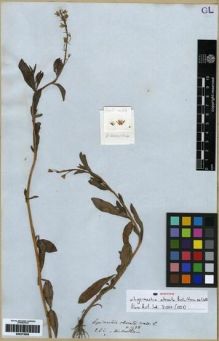 Type specimen at Edinburgh (E). Wallich, Nathaniel: 1488. Barcode: E00273958.