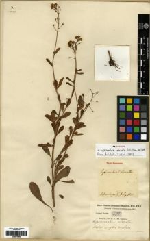 Type specimen at Edinburgh (E). Buchanan-Hamilton, Francis: 478. Barcode: E00273959.