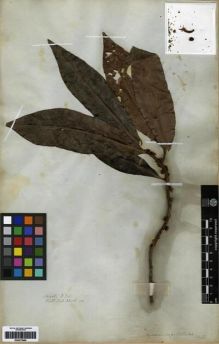 Type specimen at Edinburgh (E). Wallich, Nathaniel: 2296(A). Barcode: E00273960.