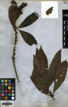 Type specimen at Edinburgh (E). Wallich, Nathaniel: 2296(A). Barcode: E00273962.