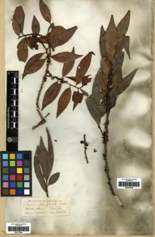 Type specimen at Edinburgh (E). Wallich, Nathaniel: 2295. Barcode: E00273965.