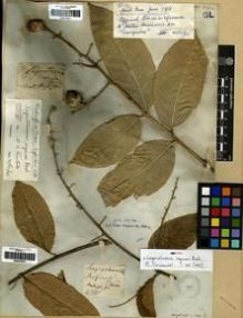 Type specimen at Edinburgh (E). Wight, Robert: 1036. Barcode: E00273970.