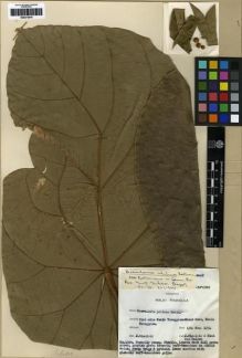 Type specimen at Edinburgh (E). Sinclair, James: 40462. Barcode: E00273979.