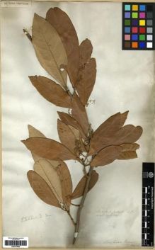 Type specimen at Edinburgh (E). Wallich, Nathaniel: 1139. Barcode: E00273980.