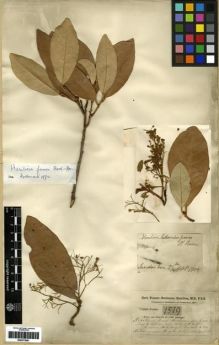 Type specimen at Edinburgh (E). Buchanan-Hamilton, Francis: 1519. Barcode: E00273981.