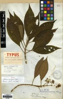 Type specimen at Edinburgh (E). Cuming, Hugh: 999. Barcode: E00273986.