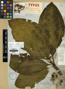Type specimen at Edinburgh (E). Cuming, Hugh: 850. Barcode: E00273987.