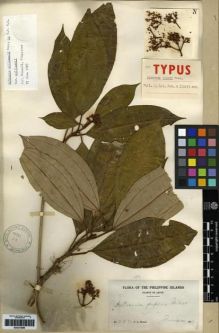 Type specimen at Edinburgh (E). Wenzel, Chester: 222. Barcode: E00273989.
