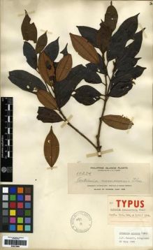 Type specimen at Edinburgh (E). Elmer, Adolph: 10234. Barcode: E00273990.