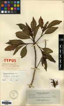 Type specimen at Edinburgh (E). Elmer, Adolph: 12518. Barcode: E00273991.