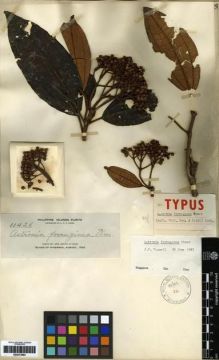 Type specimen at Edinburgh (E). Elmer, Adolph: 11426. Barcode: E00273992.