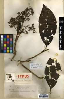Type specimen at Edinburgh (E). Elmer, Adolph: 7448. Barcode: E00273995.