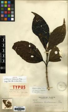 Type specimen at Edinburgh (E). Elmer, Adolph: 7807. Barcode: E00273996.