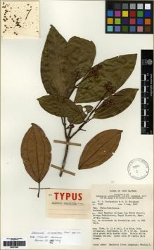 Type specimen at Edinburgh (E). Darbyshire, P.; Hoogland, Ruurd: 8348. Barcode: E00273997.