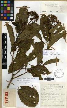 Type specimen at Edinburgh (E). Darbyshire, P.: 894. Barcode: E00274000.