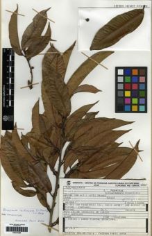 Type specimen at Edinburgh (E). Pott, Arnildo: 5137. Barcode: E00274289.