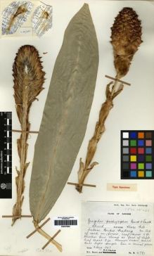 Type specimen at Edinburgh (E). Burtt, Brian; Martin, Adam: B.4781. Barcode: E00275002.