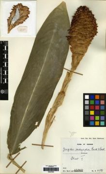 Type specimen at Edinburgh (E). Burtt, Brian; Martin, Adam: B.4781. Barcode: E00275003.