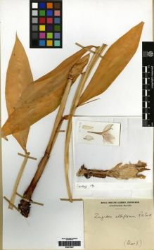 Type specimen at Edinburgh (E). Kerby, J.: 191. Barcode: E00275007.