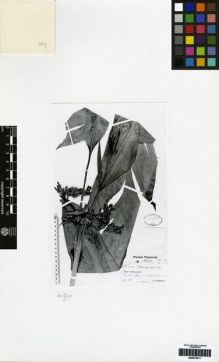 Type specimen at Edinburgh (E). Schlechter, Friedrich: 17654. Barcode: E00275011.