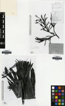 Type specimen at Edinburgh (E). Millar, Andrée: 37800. Barcode: E00275012.