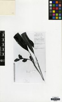 Type specimen at Edinburgh (E). Royen, Pieter van: 18154. Barcode: E00275015.