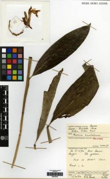 Type specimen at Edinburgh (E). Smith, R.: 16/86. Barcode: E00275016.