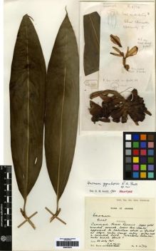 Type specimen at Edinburgh (E). Burtt, Brian; Martin, Adam: B.4756. Barcode: E00275018.