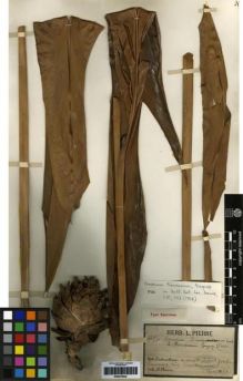 Type specimen at Edinburgh (E). Pierre, Jean: 591. Barcode: E00275022.
