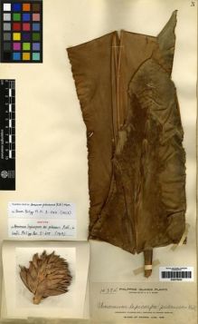 Type specimen at Edinburgh (E). Elmer, Adolph: 10384. Barcode: E00275033.