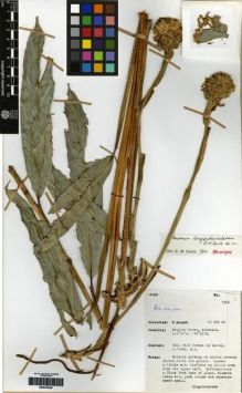 Type specimen at Edinburgh (E). Argent, George: 1360. Barcode: E00275038.