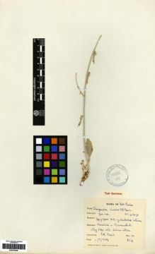 Type specimen at Edinburgh (E). Davis, Peter: 854. Barcode: E00275046.