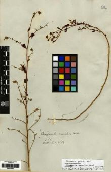 Type specimen at Edinburgh (E). Wallich, Nathaniel: 1286. Barcode: E00275051.