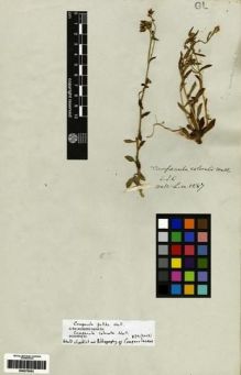Type specimen at Edinburgh (E). Wallich, Nathaniel: 1287. Barcode: E00275053.