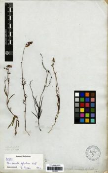 Type specimen at Edinburgh (E). Wallich, Nathaniel: 1293. Barcode: E00275056.