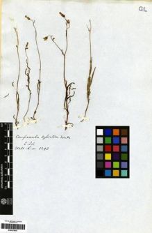Type specimen at Edinburgh (E). Wallich, Nathaniel: 1293. Barcode: E00275057.