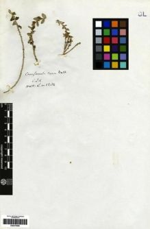 Type specimen at Edinburgh (E). Wallich, Nathaniel: 1284. Barcode: E00275060.