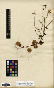 Type specimen at Edinburgh (E). Gaillardot, Charles: . Barcode: E00275068.