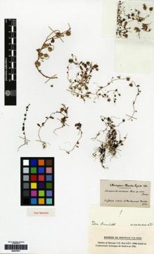 Type specimen at Edinburgh (E). Bourgeau, Eugène: . Barcode: E00275071.