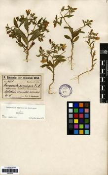 Type specimen at Edinburgh (E). Sintenis, Paul: 6014. Barcode: E00275072.