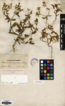 Type specimen at Edinburgh (E). Mey, C: . Barcode: E00275073.