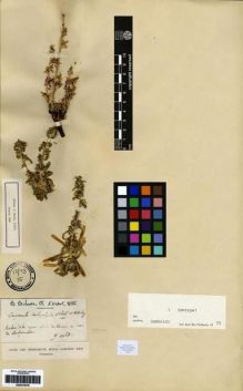Type specimen at Edinburgh (E). Balansa, Benedict: . Barcode: E00275078.