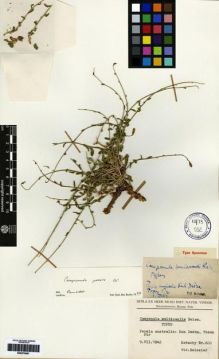 Type specimen at Edinburgh (E). Kotschy, Carl (Karl): . Barcode: E00275081.