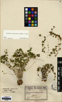 Type specimen at Edinburgh (E). Sintenis, Paul: 1071. Barcode: E00275082.