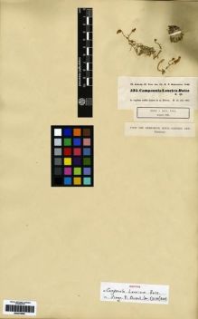 Type specimen at Edinburgh (E). Kotschy, Carl (Karl): 535. Barcode: E00275083.