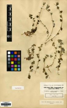 Type specimen at Edinburgh (E). Kotschy, Carl (Karl): 113.216.296.. Barcode: E00275091.