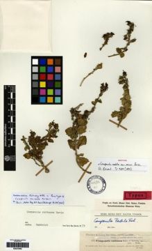 Type specimen at Edinburgh (E). Kotschy, Carl (Karl): 472. Barcode: E00275095.