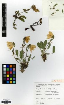 Type specimen at Edinburgh (E). Sorger, Friderike: 81-82-2. Barcode: E00275102.