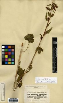 Type specimen at Edinburgh (E). Kotschy, Carl (Karl): 502. Barcode: E00275103.