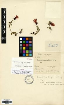 Type specimen at Edinburgh (E). Sharma, K.: E.427. Barcode: E00275122.